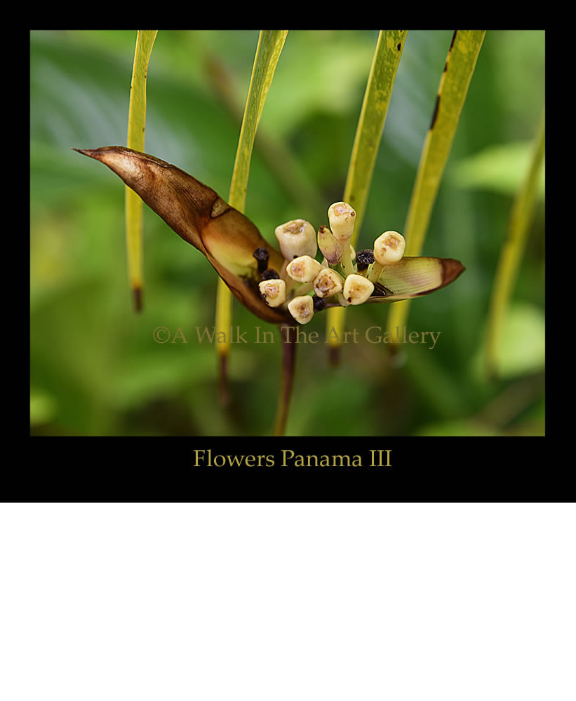 Flowers Panamá III
